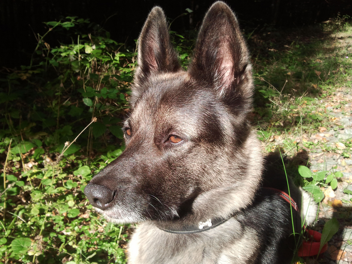 Leo im ersten Herbstlicht