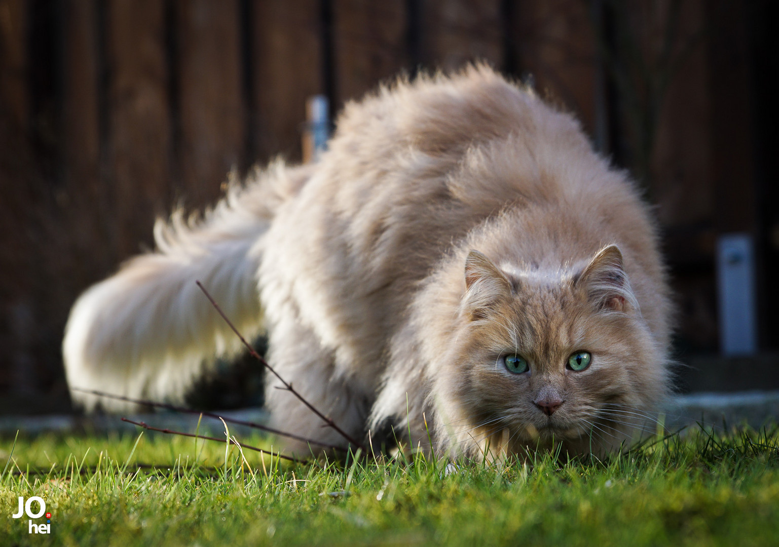 Leo im Garten