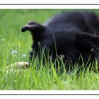 Leo im Garten