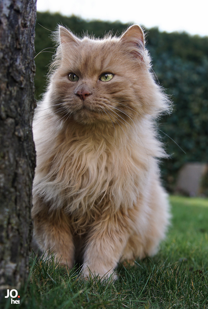 Leo im Garten