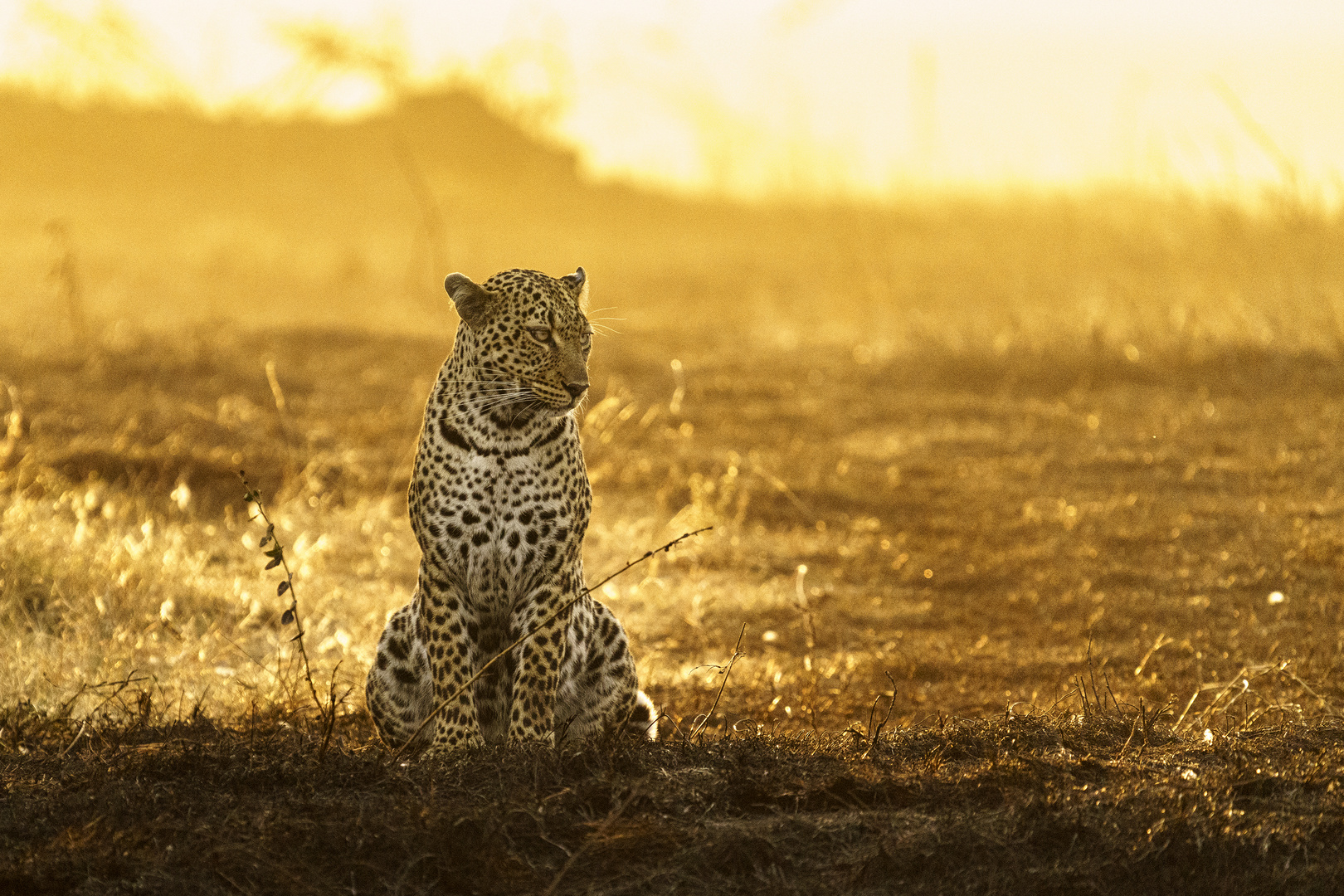 Leo im Licht der aufgehenden Sonne, Massai Mara. 2021.08.01