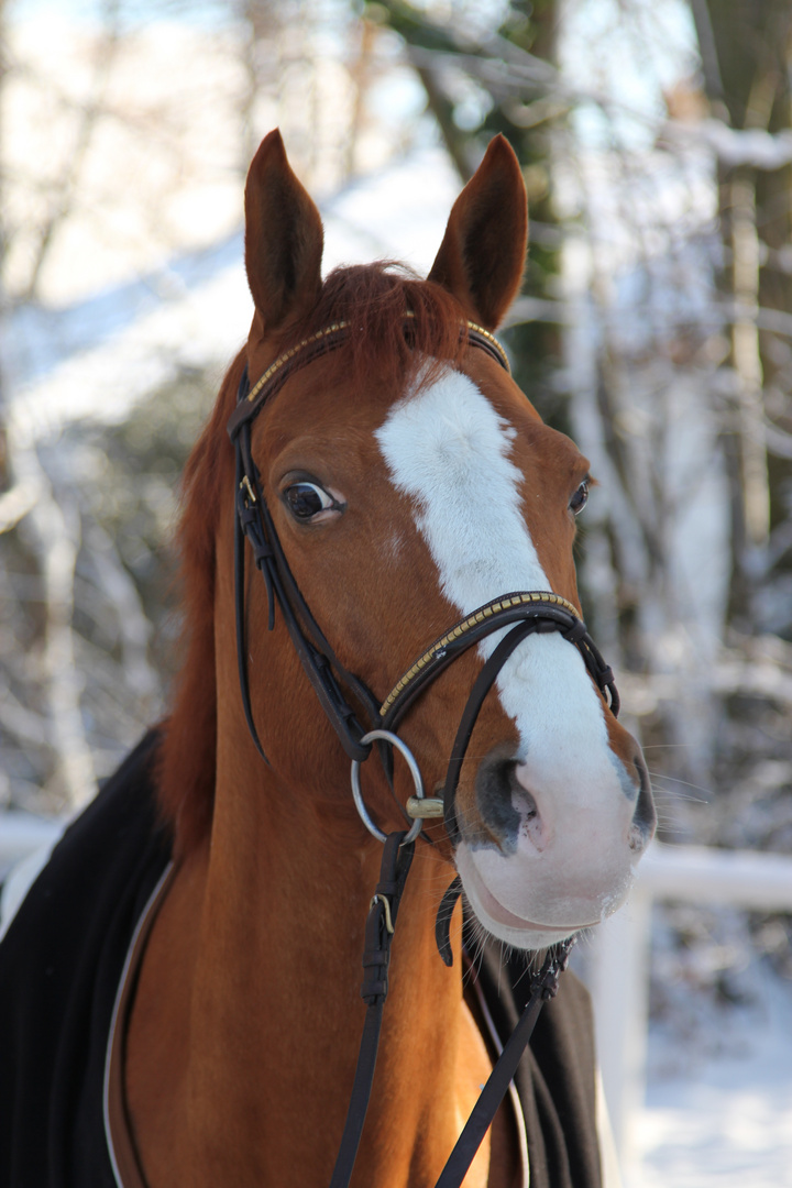 Leo im Schnee