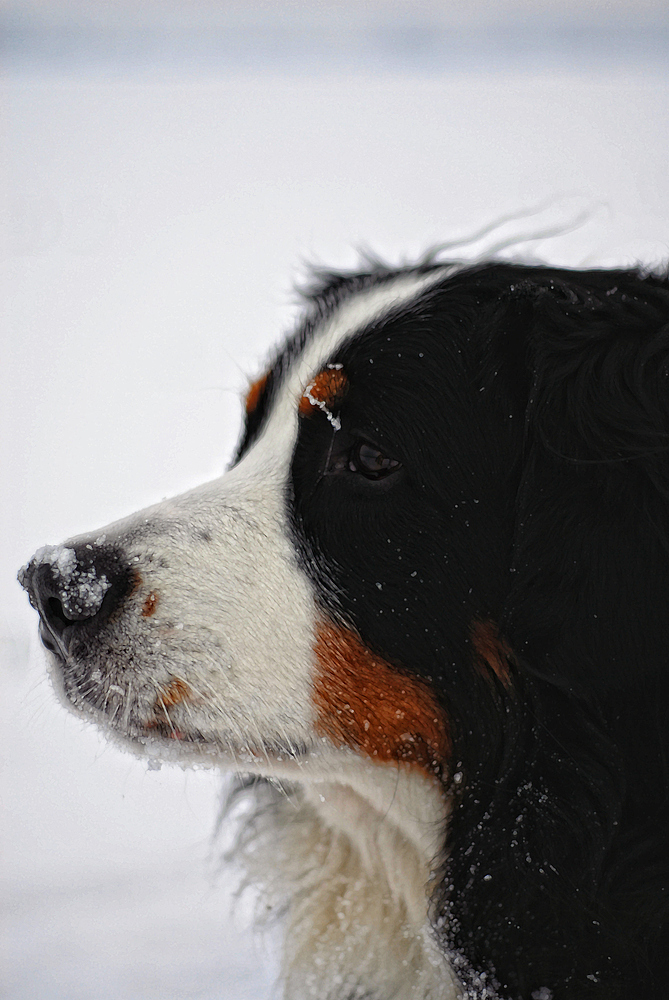 Leo im Schneegestöber