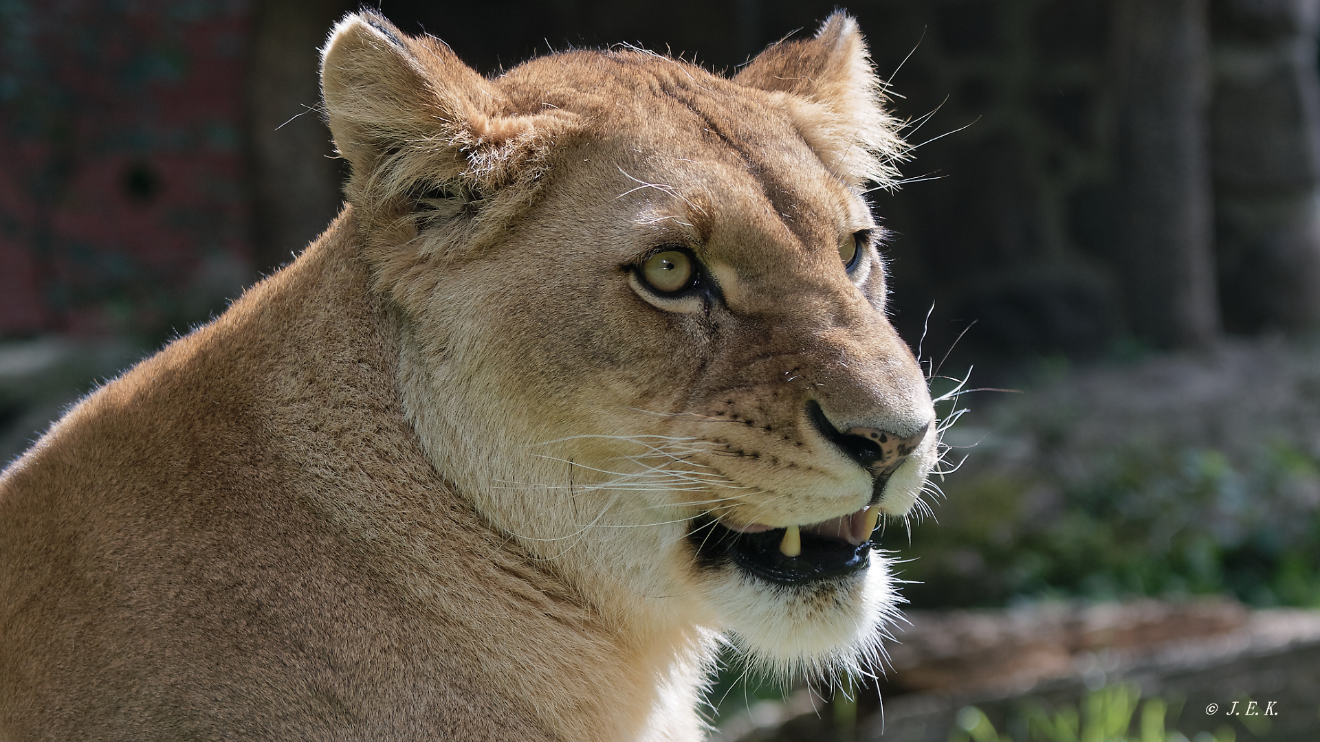 Leo im Streiflicht