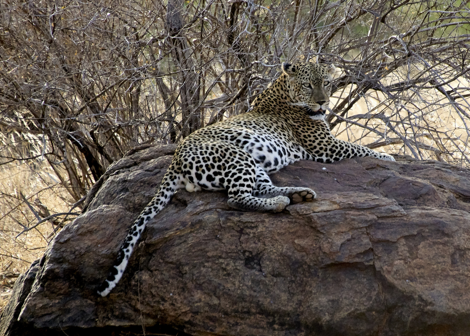 Leo im Tsavo-Ost NP