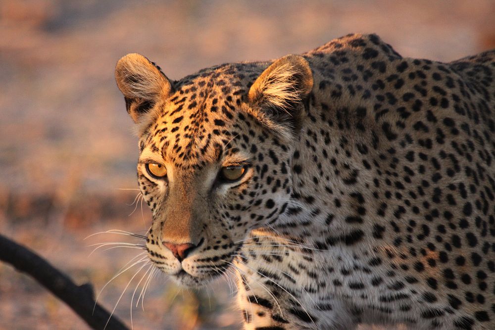 Leo in Botswana 