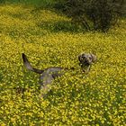 Leo in den Butterblumen