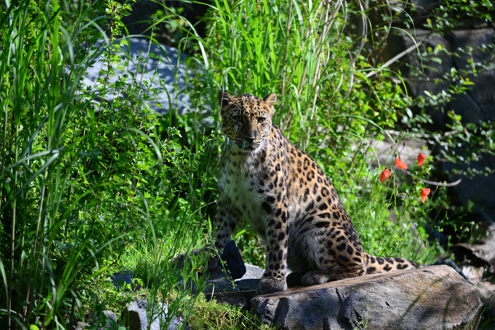 Leo in der Morgensonne