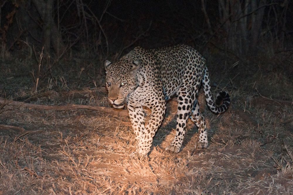 Leo in der Nacht / South Luangwa / 18.06.2013