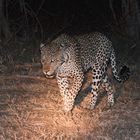 Leo in der Nacht / South Luangwa / 18.06.2013