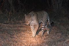 Leo in der Nacht / South Luangwa / 18.06.2013