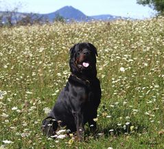 Leo in der Sommerwiese