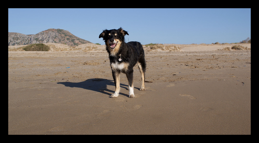 Leo in spiaggia.....