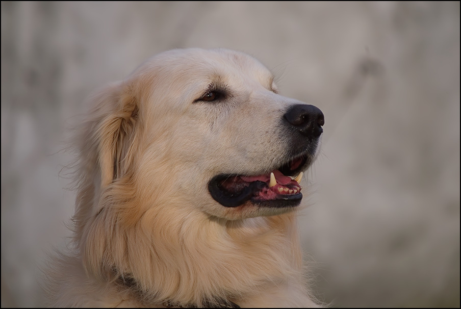 *Leo* Kuvasz