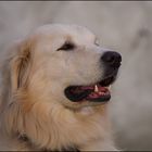 *Leo* Kuvasz