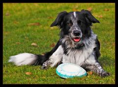 Leo liebt Frisbee