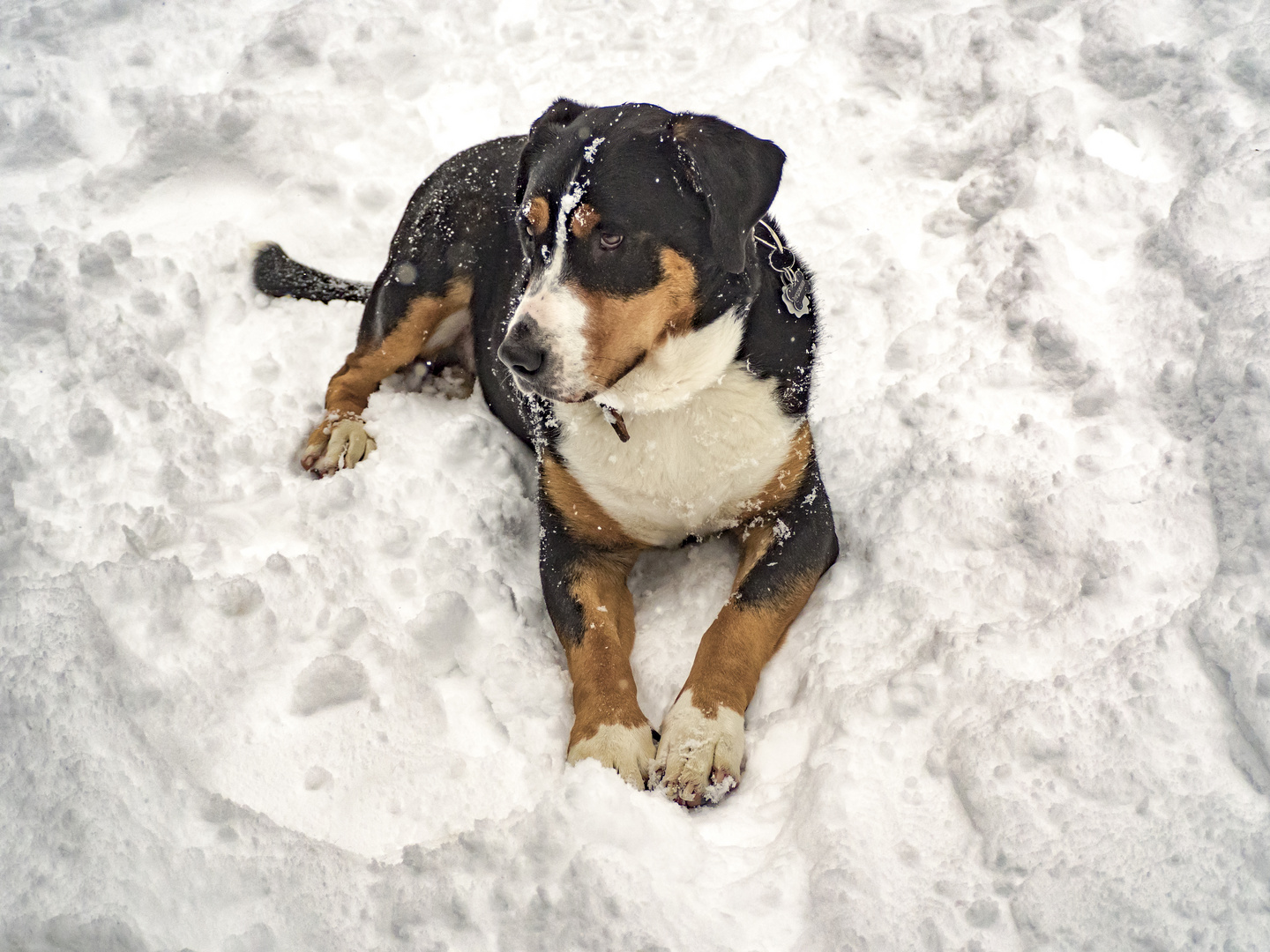 Leo liegt im Schnee