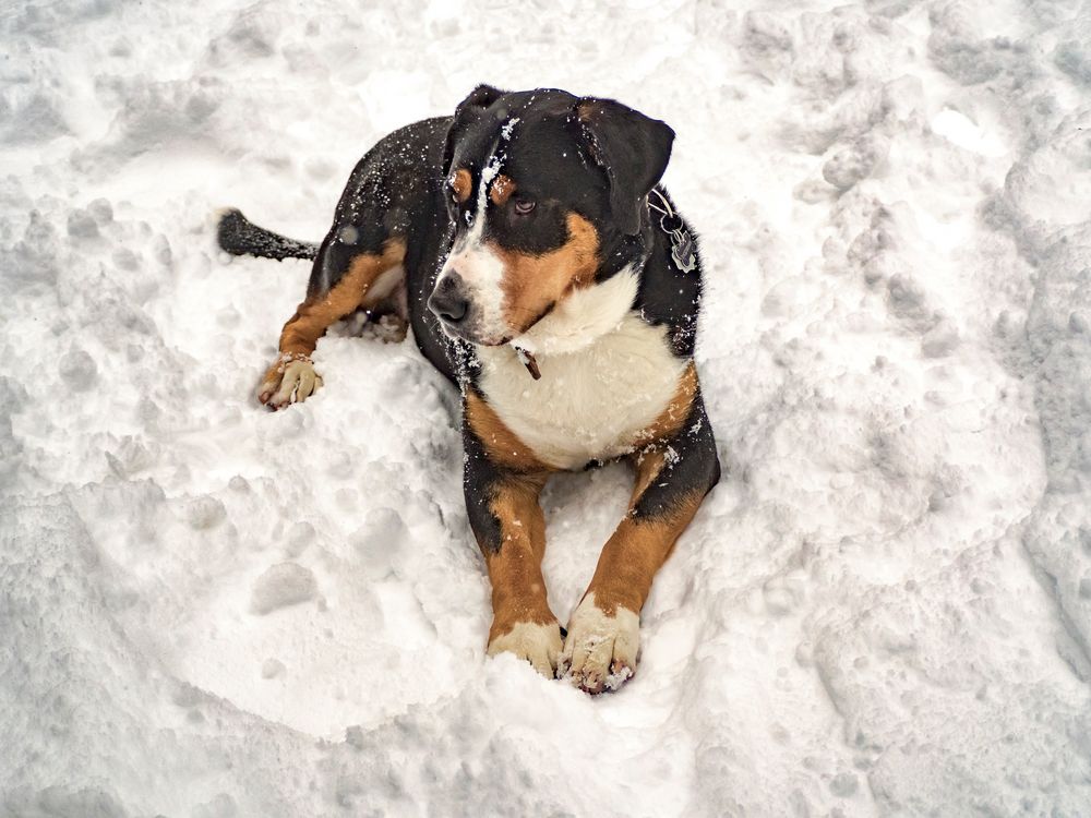 Leo liegt im Schnee