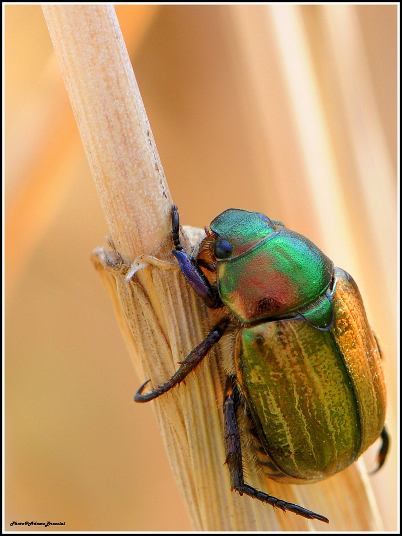 Leo lo scarabeo