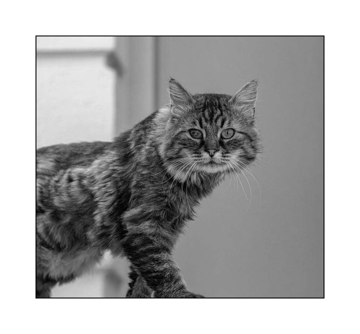 Leo Minor Foto & Bild dokumentation, outdoor, natur Bilder auf