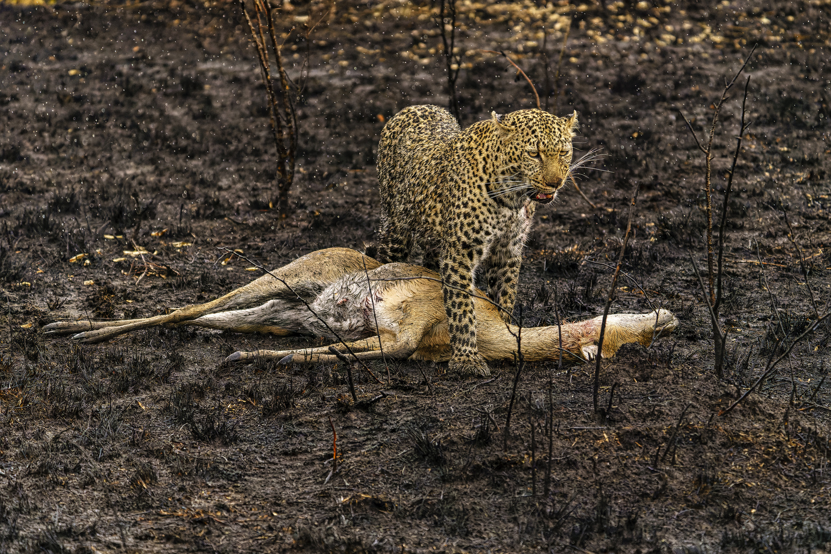 Leo mit seinem Kill, Massai Mara, 2021.08.06