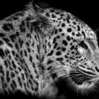 Leo Pard