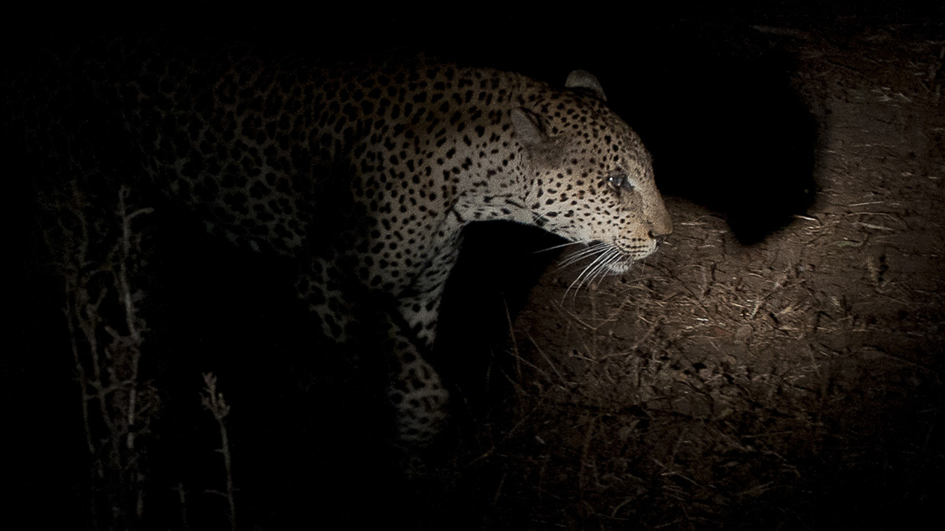 Leo / Sambia / South-Luangwa