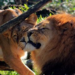 Leo und Leonie I