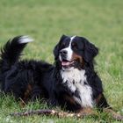 Leo unser Berner Sennenhund