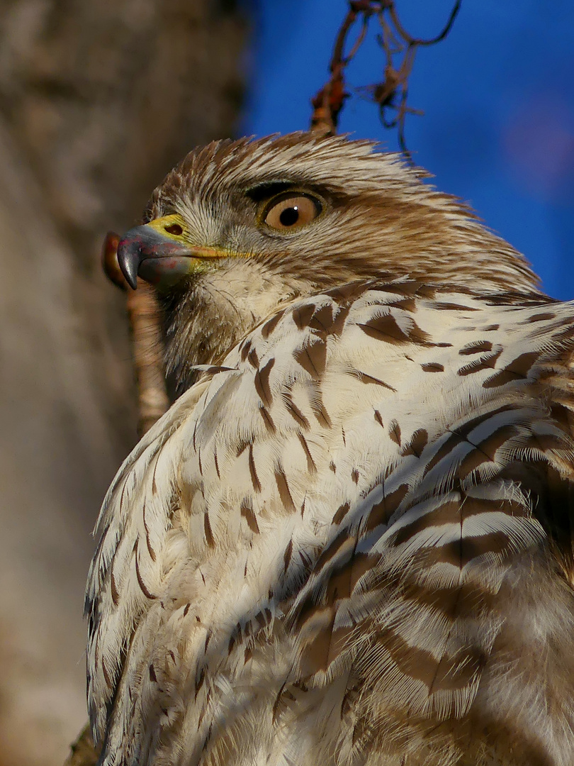 Leo - unser Bussard