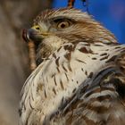 Leo - unser Bussard