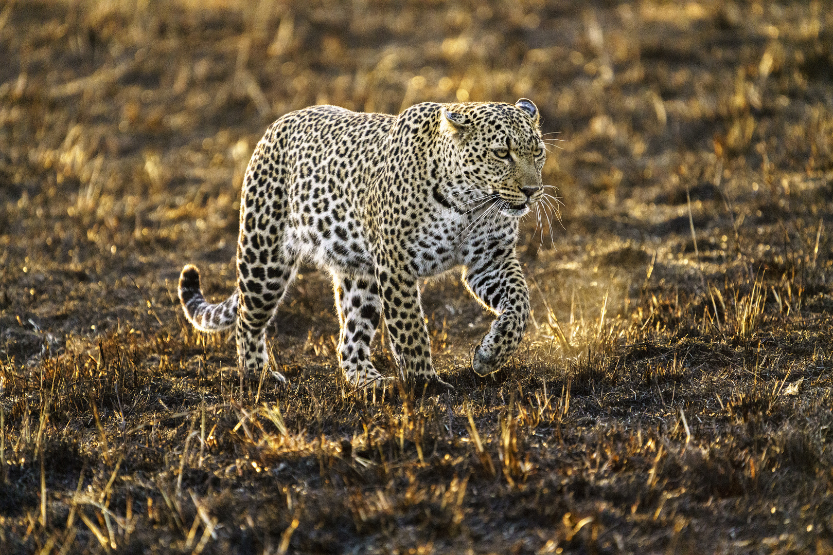 Leo unterwegs auf verbranntem Land, Massai Mara, 2021.08.01