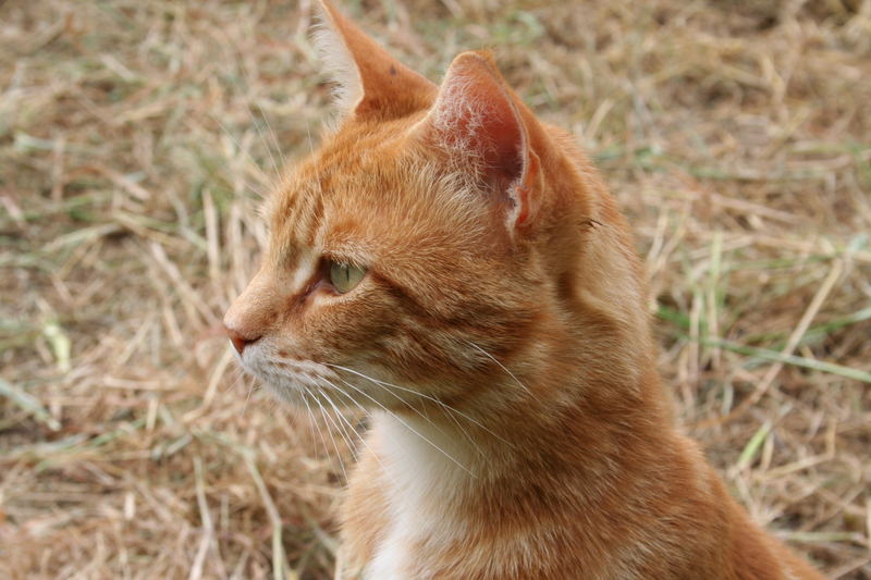 Leo zeigt Weitblick im Alentejo