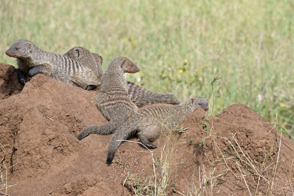 LEO_2891-2 Tanzania