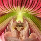 LEO_7513 aus der Serie Orchideen