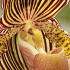 LEO_7517 aus der Serie Orchideen