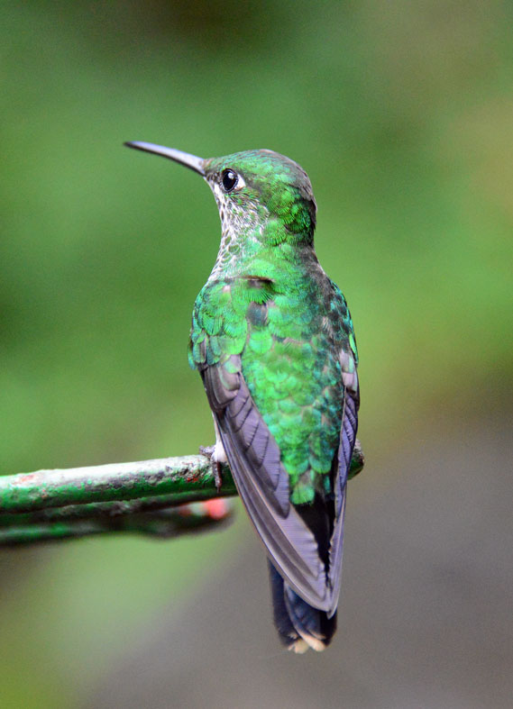 LEO_9333 Reisen Costa Rica Kolibri