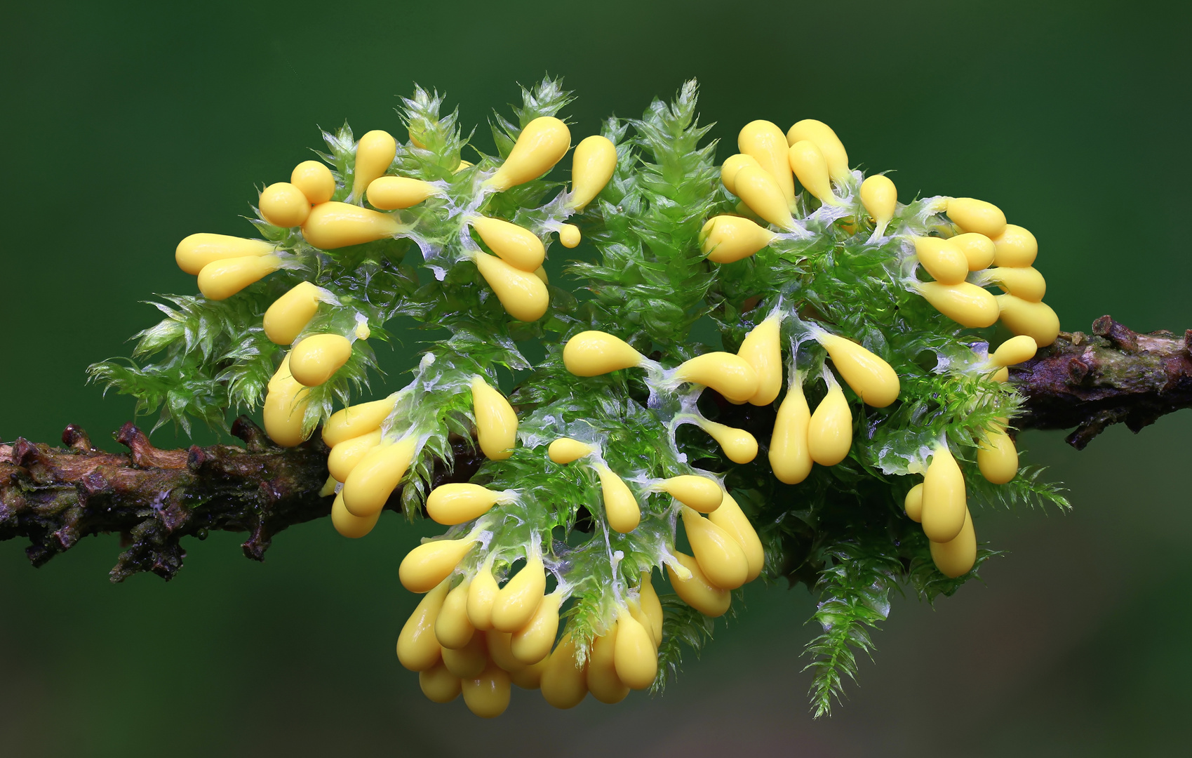 Leocarpus fragilis   Löwenfrüchtchen