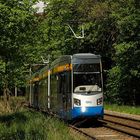 Leoliner im Clara-Zetkin-Park