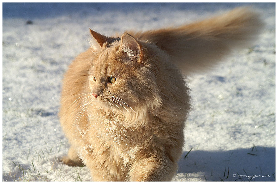 LEO..mein erster Schnee-Kontakt