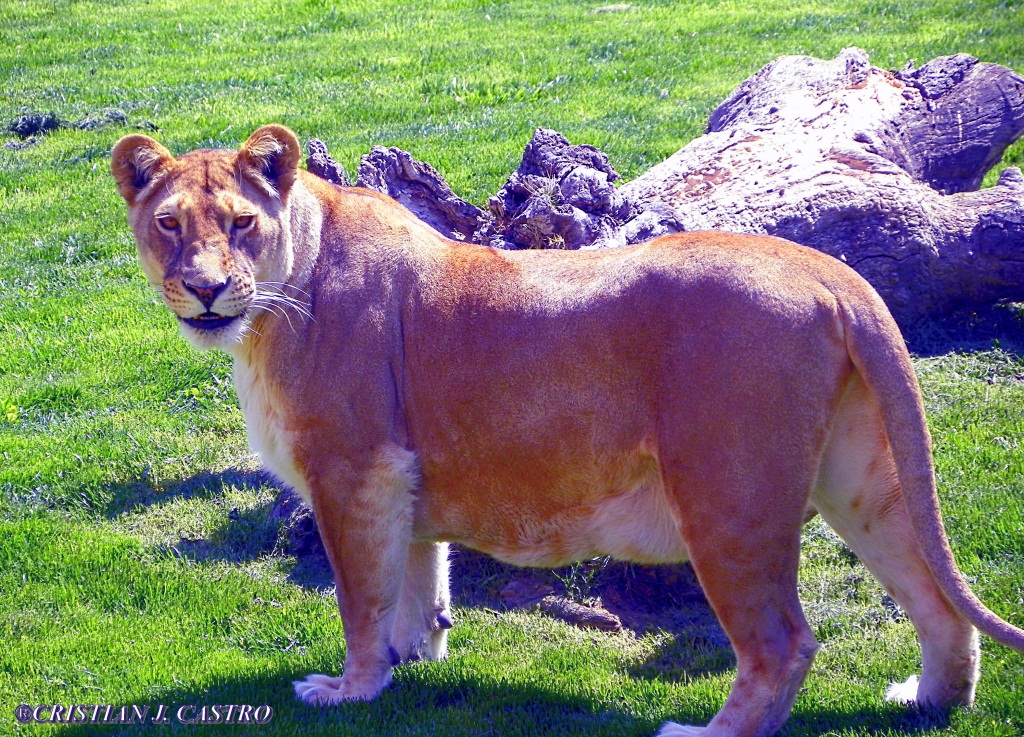 LEON AT VALENCIA ZOO