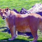 LEON AT VALENCIA ZOO