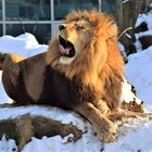 León en el zoológico de Munich 