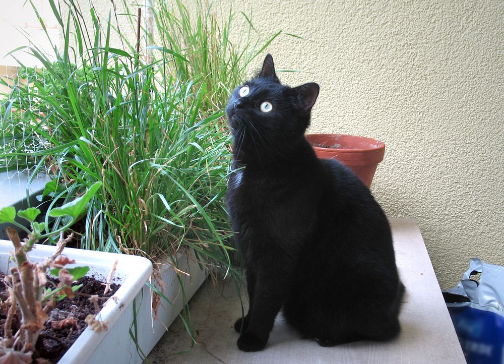 "Leon im Balkon-Gras-Garten"