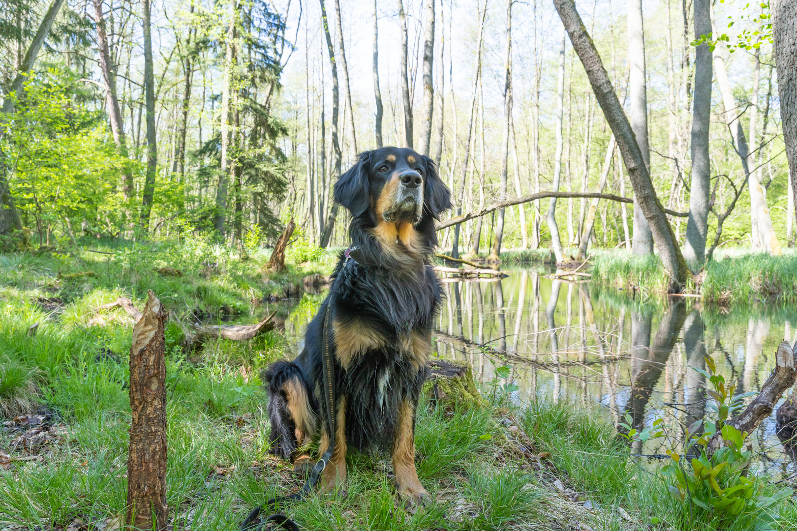 Leon im Briesetal bei den Bibern