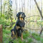 Leon im Briesetal bei den Bibern