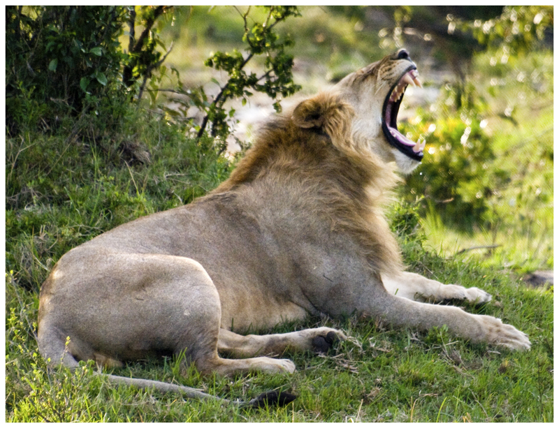 León joven (Kenya)