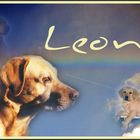 Leon Labrador