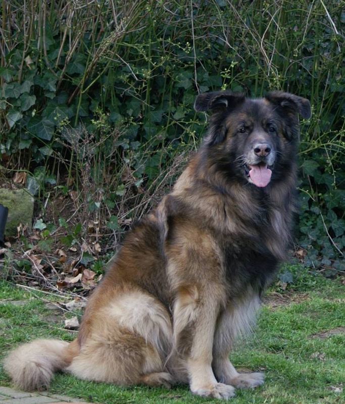 Leon Leonberger