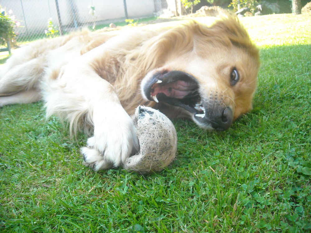 Leon und sein Ball